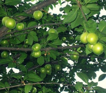 ალუჩის ნერგები