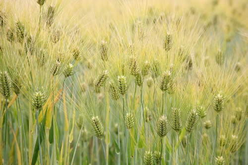 autumn barley