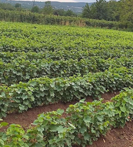 vine seedlings