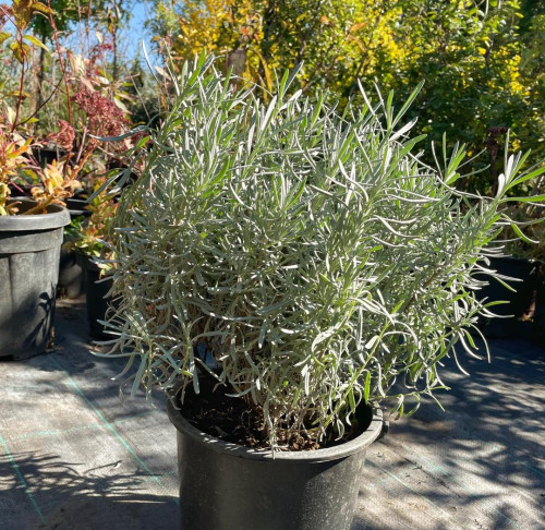 Seedlings of lavender